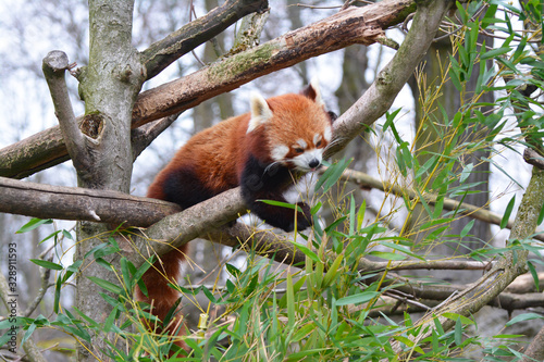red panda eating bamboo