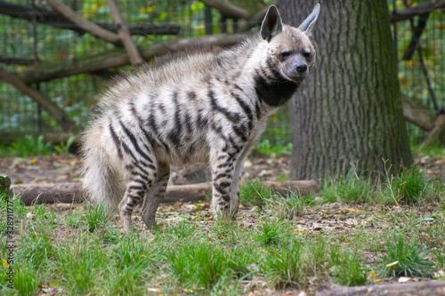 a striped hyena in the forest