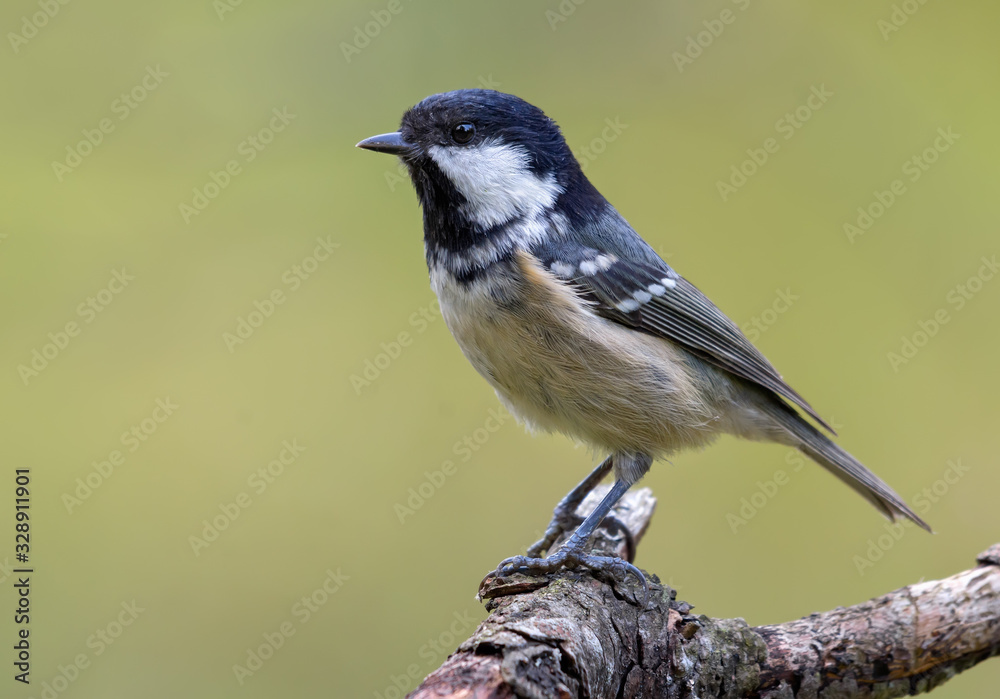 Standing out Coal Tit (periparus ater) perched on old dry branch with clean background Standing out Coal Tit (periparus ater) perched on old dry branch with clean background