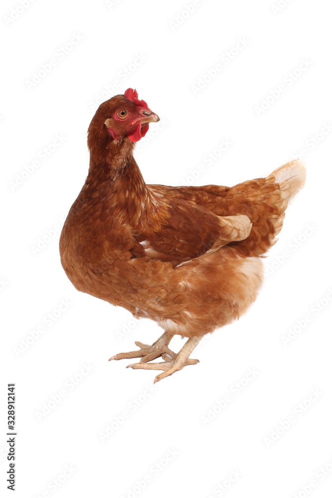 Fototapeta premium A studio photograph of a hen