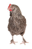 A California Grey chicken against a white background
