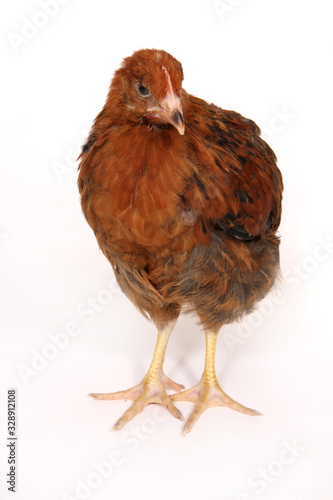 A studio photograph of a young chicken © Ben