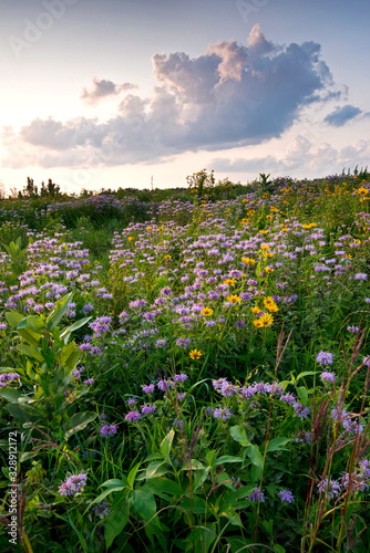Fototapeta Naklejka Na Ścianę i Meble -  Sunset light on native grasses wildflowers in a Midwest prairie.