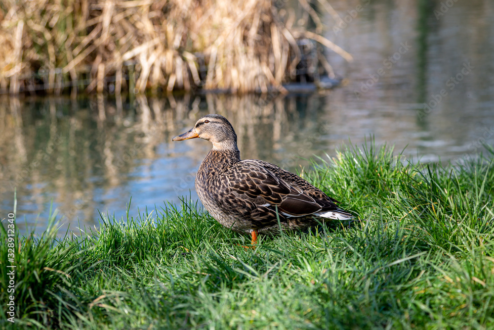 Fototapeta premium A female mallard duck on the bank of a river, in the spring sunshine