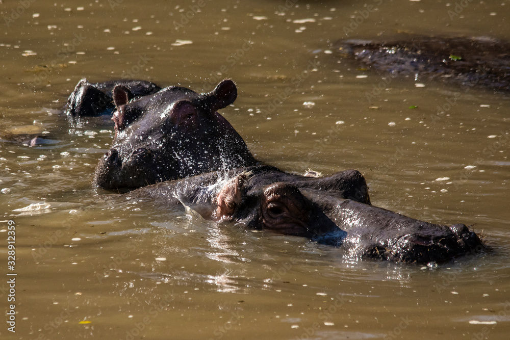 Fototapeta premium hippo in the water