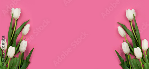 White tulips on a pink background.Banner