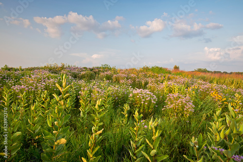 Fototapeta Naklejka Na Ścianę i Meble -  Sunset light on milkweed and native wildflowers in a Midwest prairie.