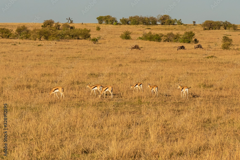 herd of impalas in serengeti national park tanzania africa herd of impalas in serengeti national park tanzania africa