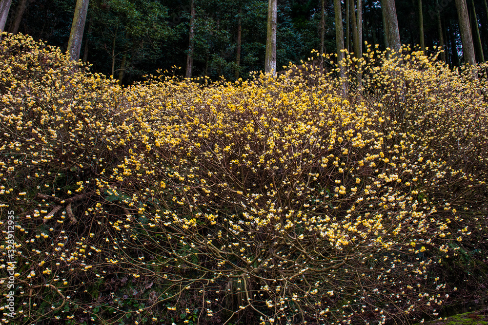 Obraz premium 西方寺のミツマタ