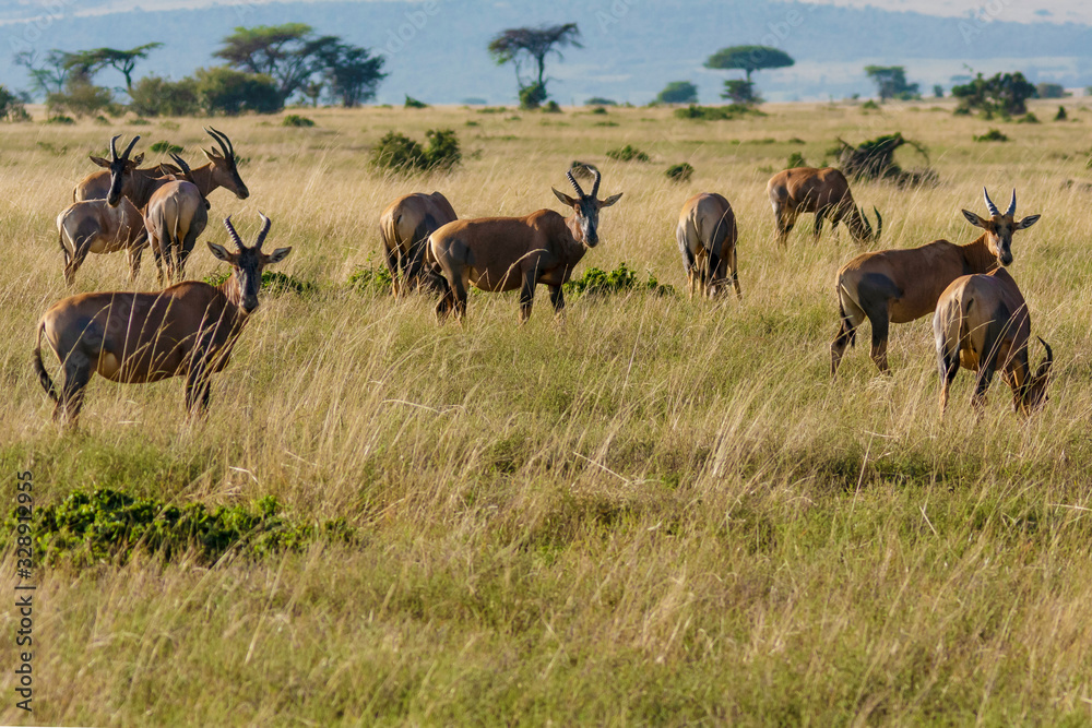 herd of wildebeest in serengeti national park tanzania africa herd of wildebeest in serengeti national park tanzania africa