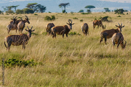 herd of wildebeest in serengeti national park tanzania africa