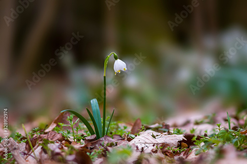 Fresh white spring snowflake in the green forest