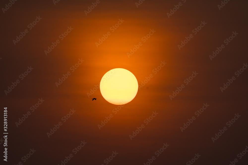 bright sun in early morning sunrise with a tiny bird flying across it