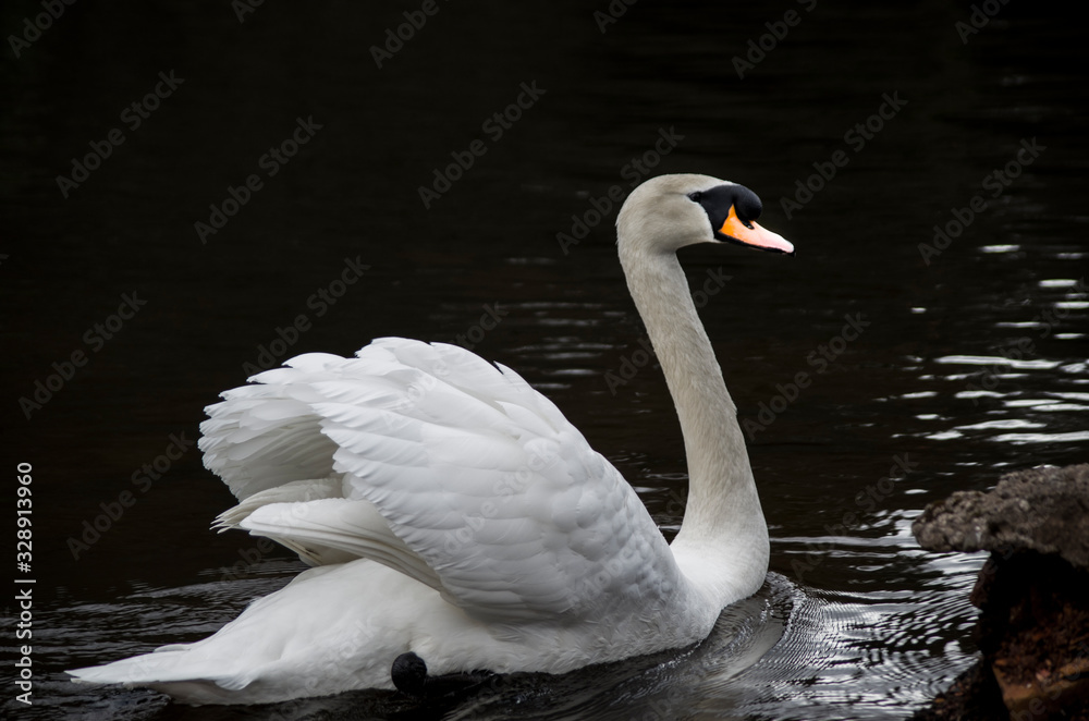 Fototapeta premium Swan