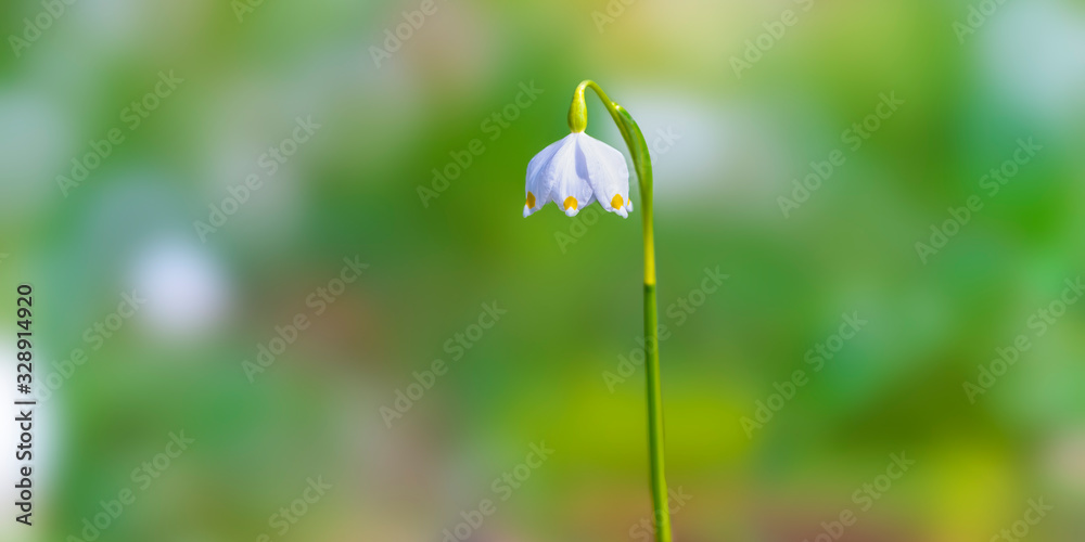 Fresh white spring snowflake in the green forest Fresh white spring snowflake in the green forest