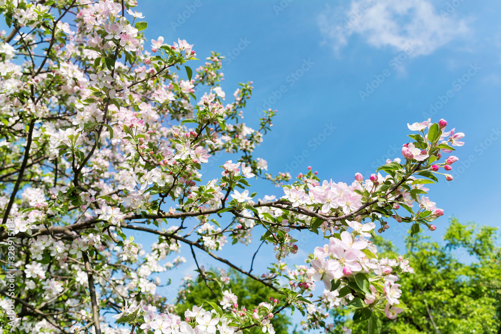 Spring Cherry Blossoms on a Blue Sky Background
