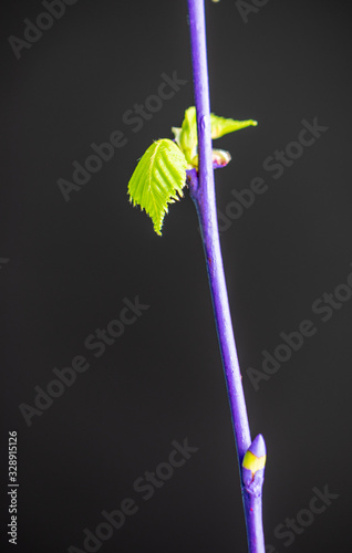nature background purple stem with leaves and buds  © MW Photography 