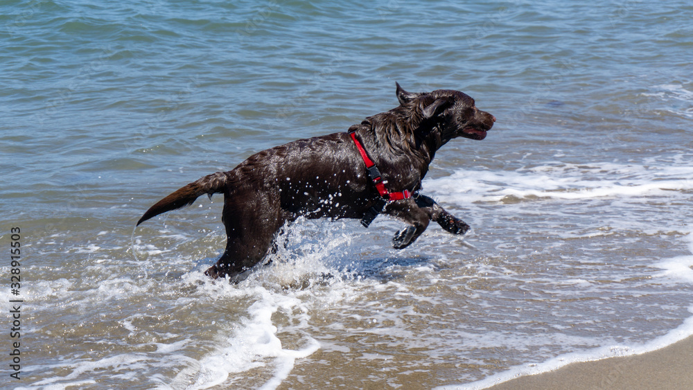 Black dog jumping in the sea on a summer day Black dog jumping in the sea on a summer day