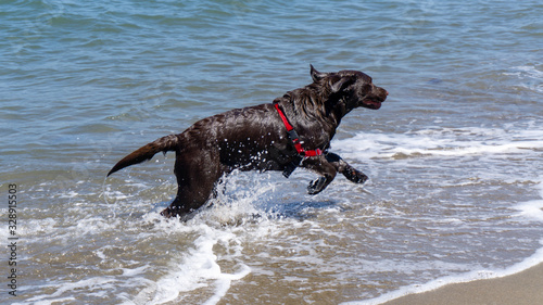 Black dog jumping in the sea on a summer day