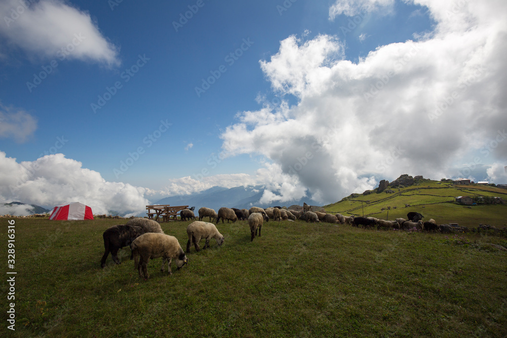 sheep herd grazing on the plateau sheep herd grazing on the plateau