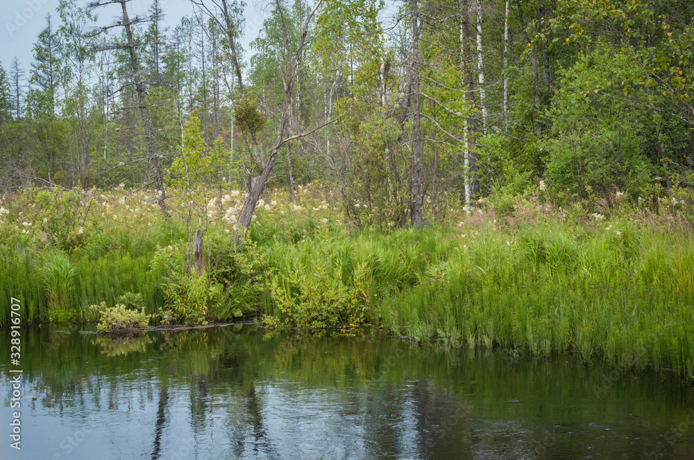 overgrown little river in forest in summer at sunset overgrown little river in forest in summer at sunset