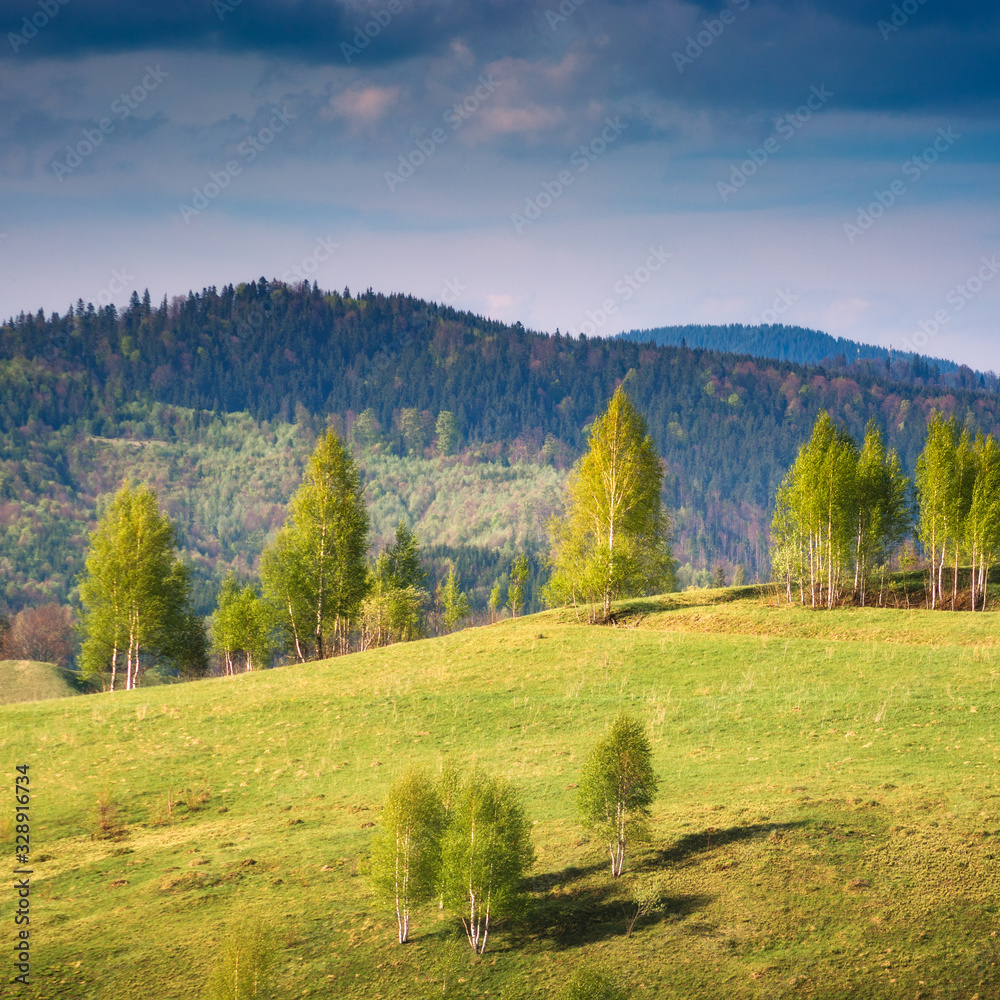 Birch trees on a rolling hills in a mountain valley