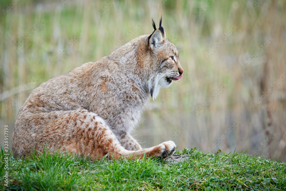 Fototapeta premium Luchs sitzt auf einer Wiese