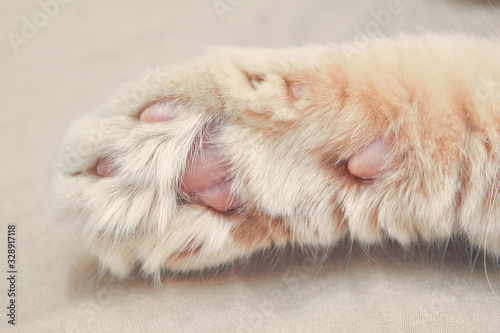 Ginger cat in front with pink paws. close up