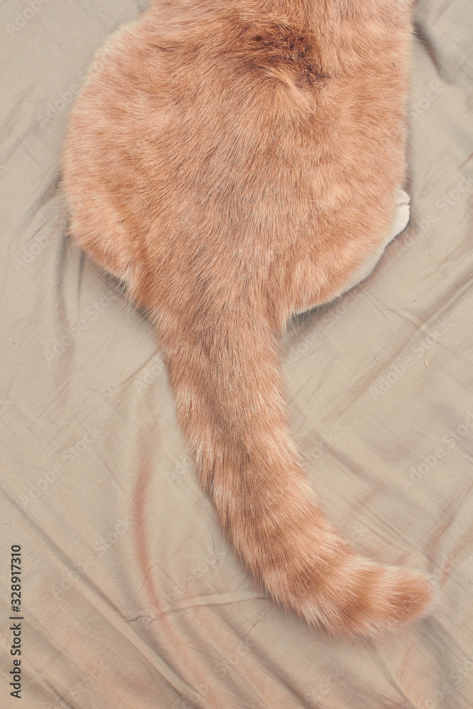 ginger cat ass and tail on the bed. close up ginger cat ass and tail on the bed. close up