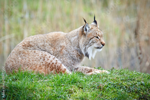 Luchs sitzt auf einer Wiese