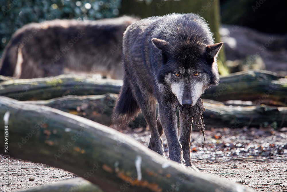 Fototapeta premium Schwarzer Timberwolf mit Beute im Maul
