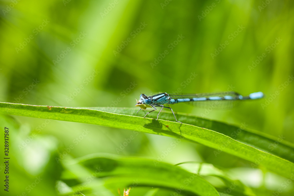 Enallagma cyathigerum, dragonfly in the wild nature. Common blue damselfly sitting on a grass on sunny summer morning. Estonia, Europe Enallagma cyathigerum, dragonfly in the wild nature. Common blue damselfly sitting on a grass on sunny summer morning. Estonia, Europe