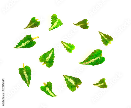 Collage of leaves isolated on white background with environment concept © KONSTANTIN