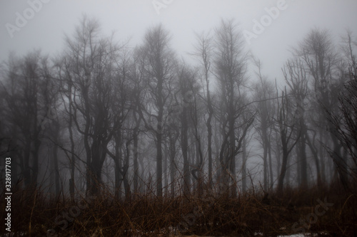 Gruseliger Wald in Nebel gehüllt