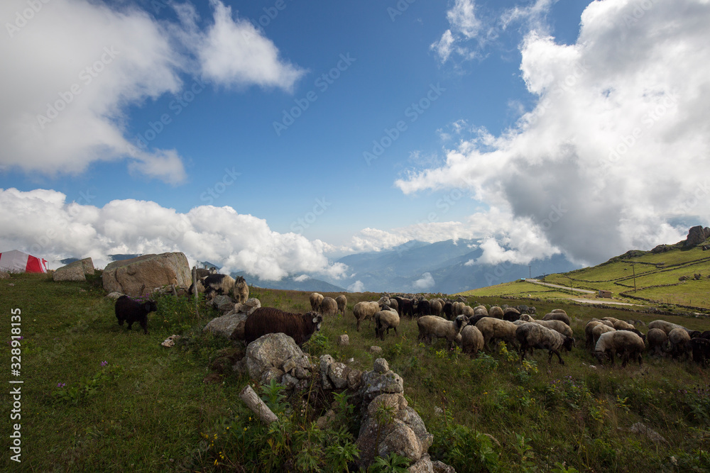 herd of goats and sheep grazing in the magnificent landscape on the plateau