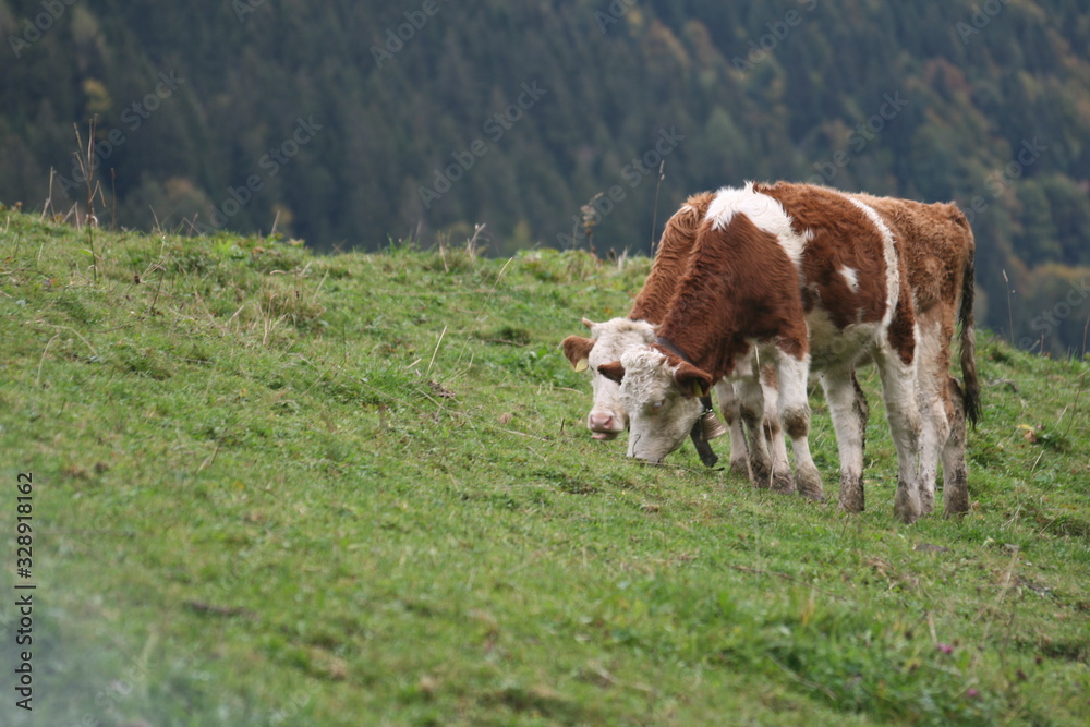 vacas  de suiza
