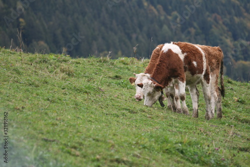 vacas  de suiza © RaldaPhoto