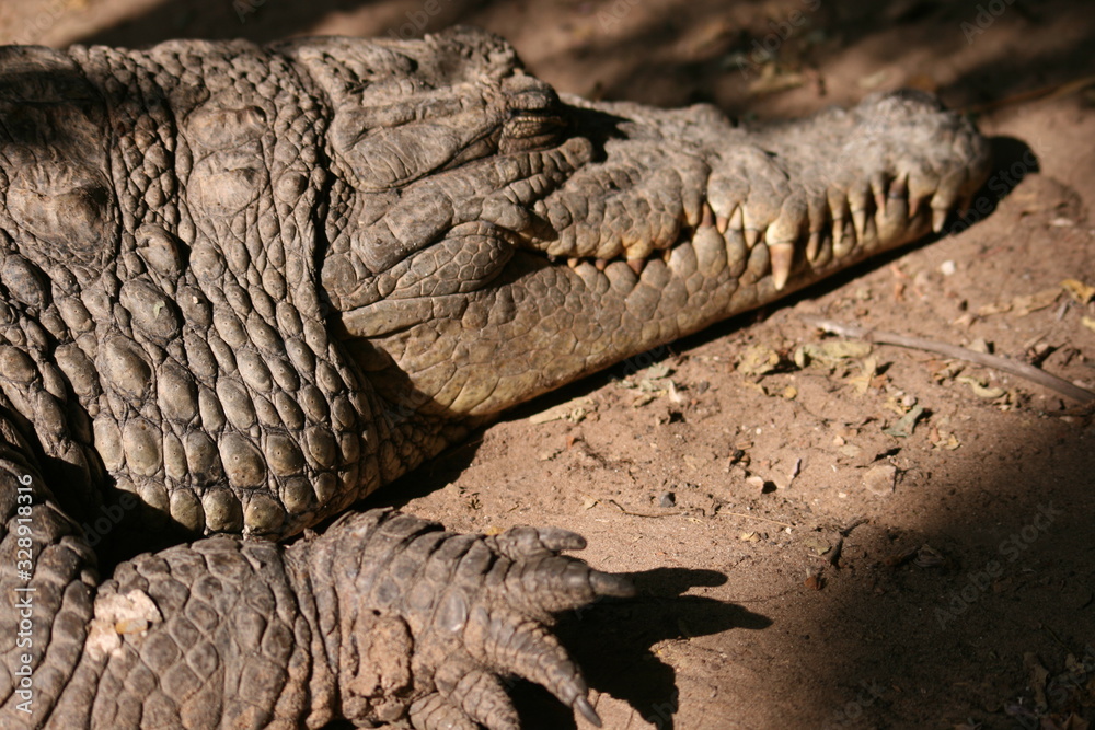 Fototapeta premium cocodrilo de Gambia