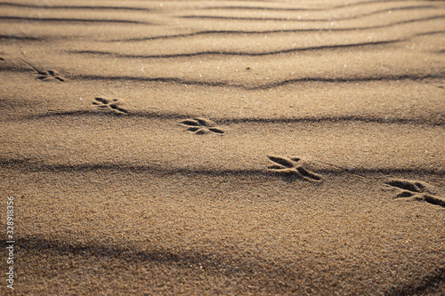 Bird footprints and golden sand dunes background.