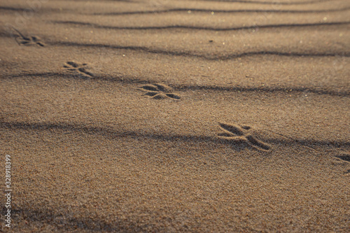 Bird footprints and golden sand dunes background.