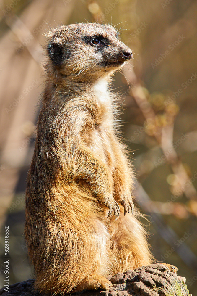 Fototapeta premium Portrait von einem Erdmännchen