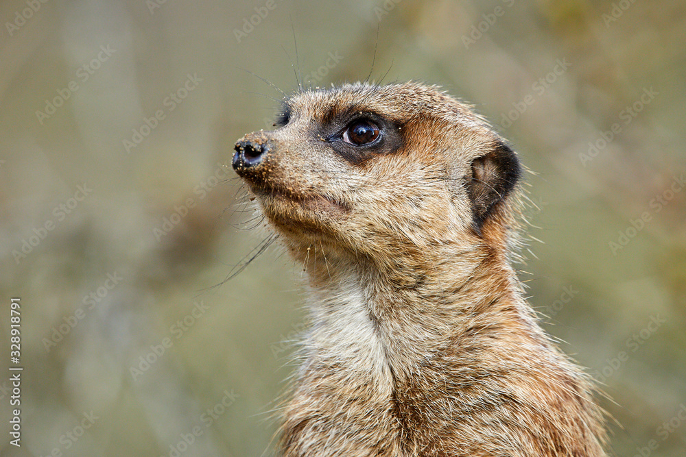 Fototapeta premium Portrait von einem Erdmännchen