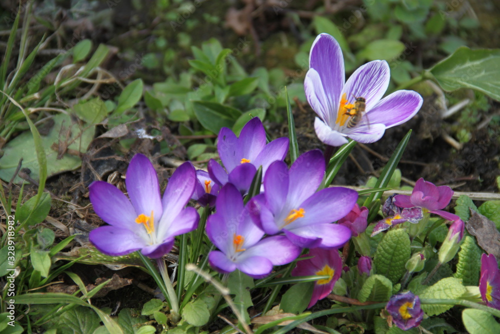 Delicate spring crocus flower close up Delicate spring crocus flower close up