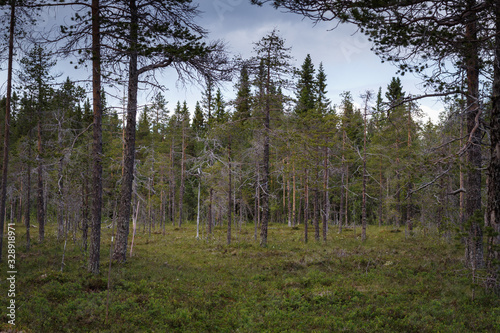 A forest near Svarta Sjöarn in Sweden