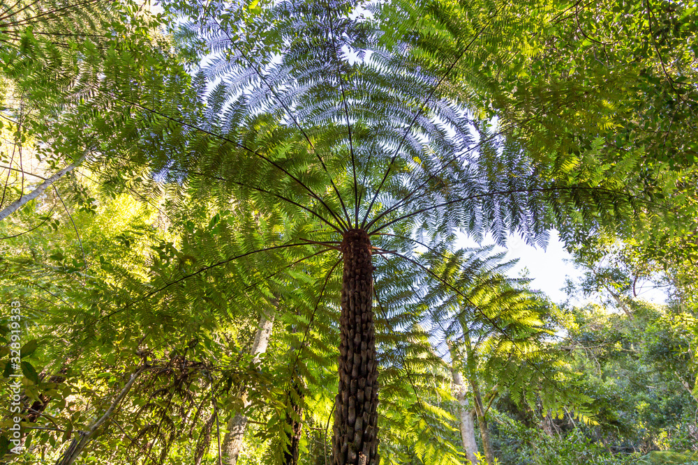 Naklejka premium Bright green leaves of large fern tree makes patterns in the canopy of a rainforest