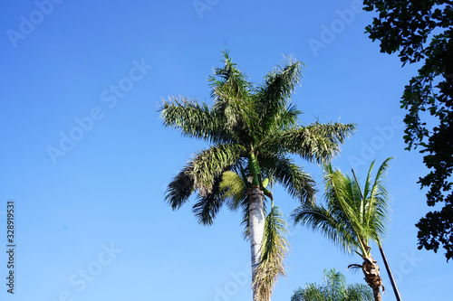 palm tree against blue sky