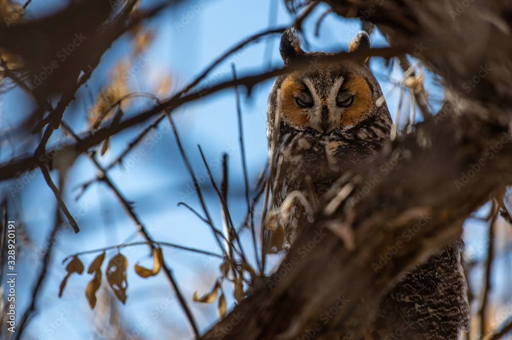 Obraz premium A Long-eared Owl Perched in a Tree