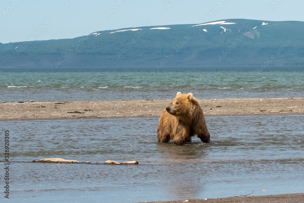 Ruling the landscape, brown bears of Kamchatka (Ursus arctos beringianus) Ruling the landscape, brown bears of Kamchatka (Ursus arctos beringianus)