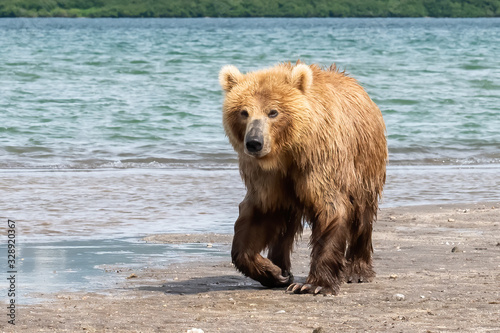 Rządząc krajobrazem, niedźwiedzie brunatne Kamczatki (Ursus arctos beringianus)
