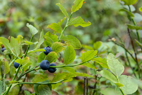 Green branches with berry of bilberry in the forest.